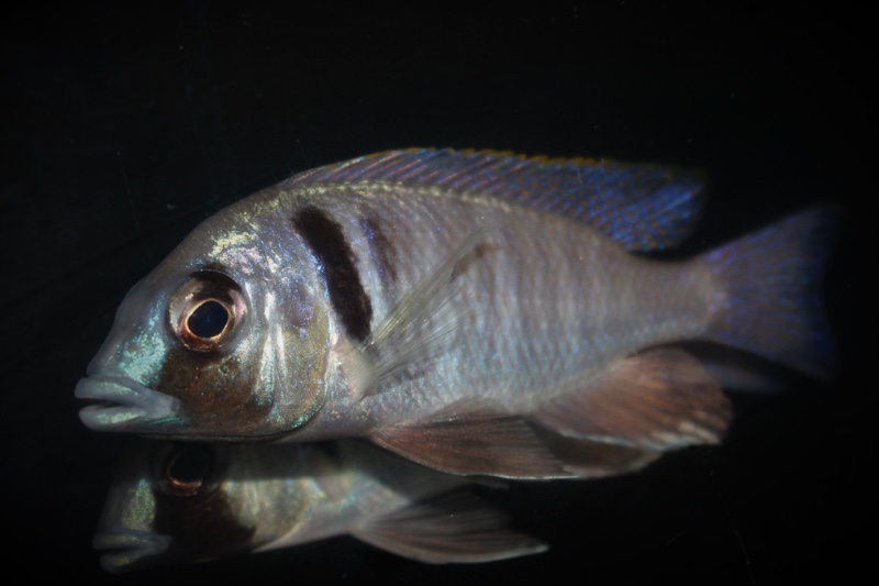 Placidochromis electra 'Londo Bay'